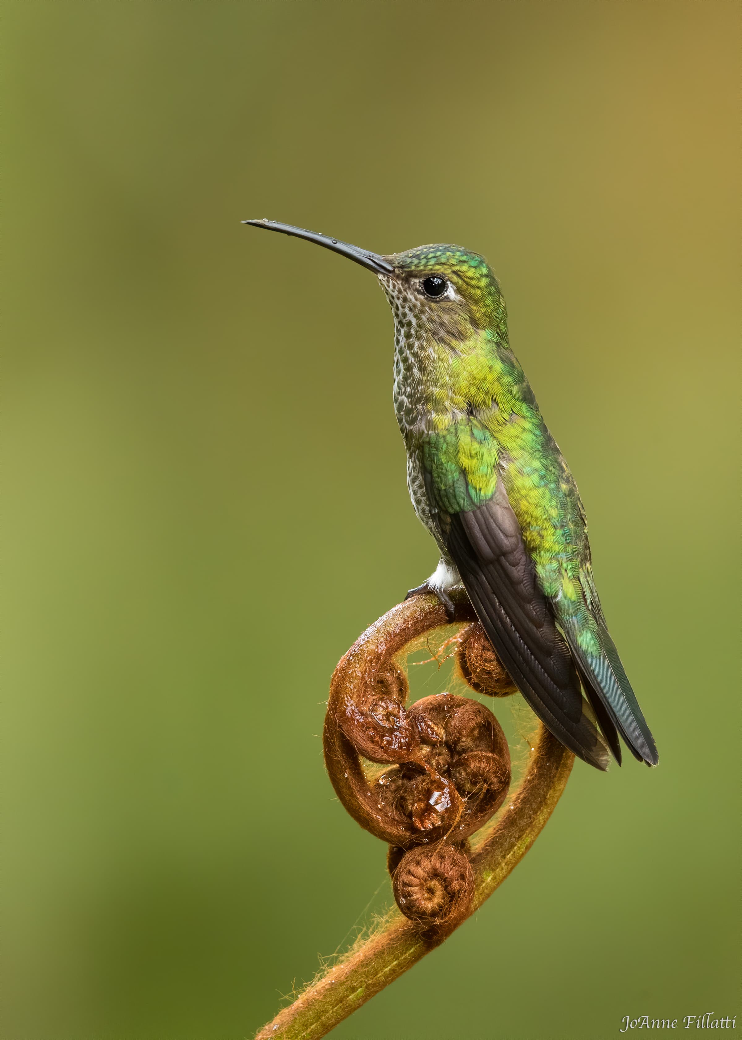 bird of peru image 5